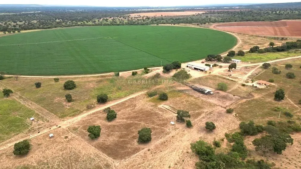 Fazenda, 2132 hectares - Foto 6