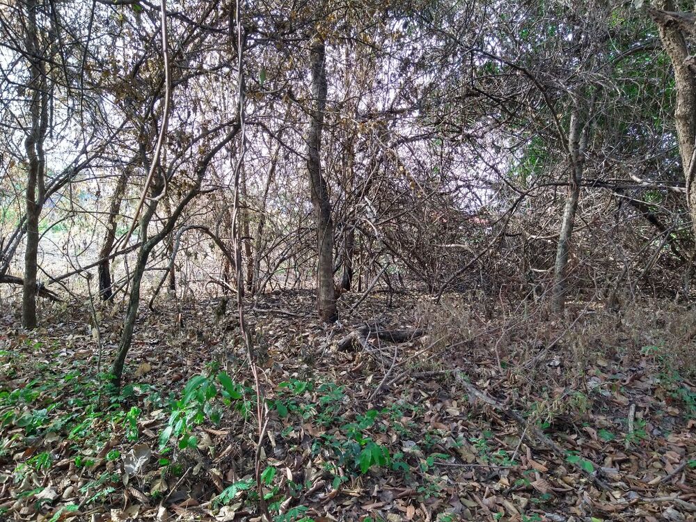 Terreno à venda, 3000m² - Foto 2