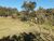 Terreno, 5 hectares - Foto 4
