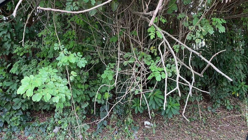 Terreno, 12 hectares - Foto 4