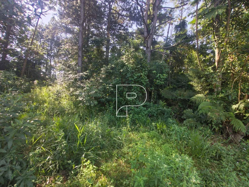 Terreno, 3 hectares - Foto 6