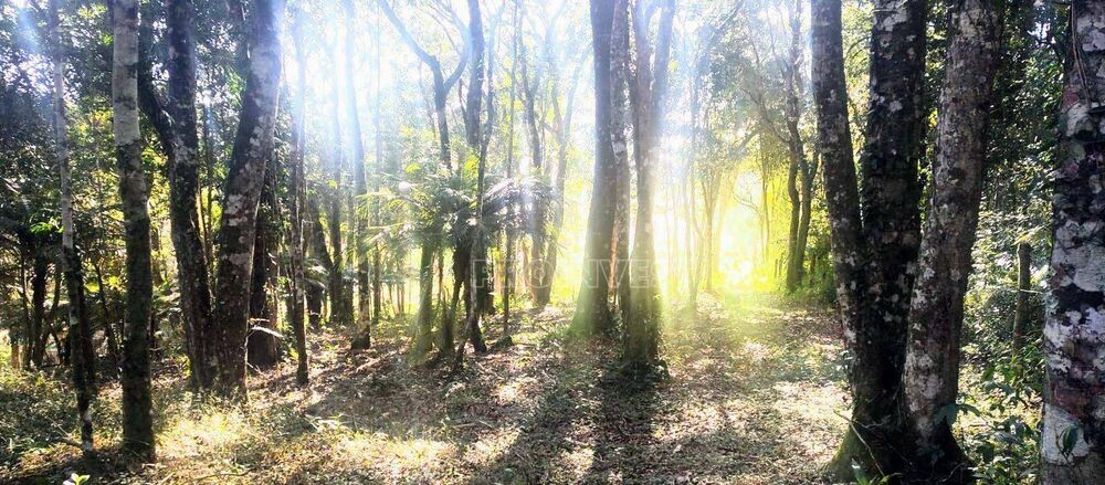 Terreno, 8 hectares - Foto 7