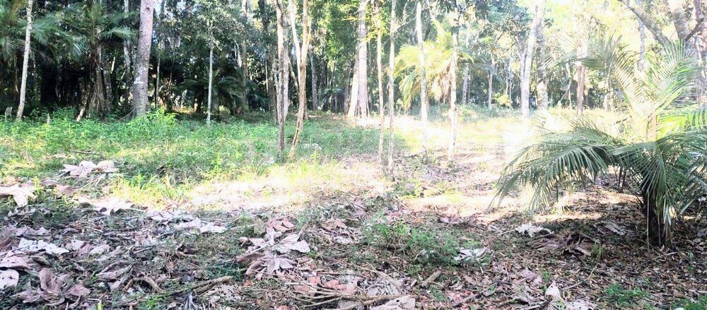 Terreno, 8 hectares - Foto 6