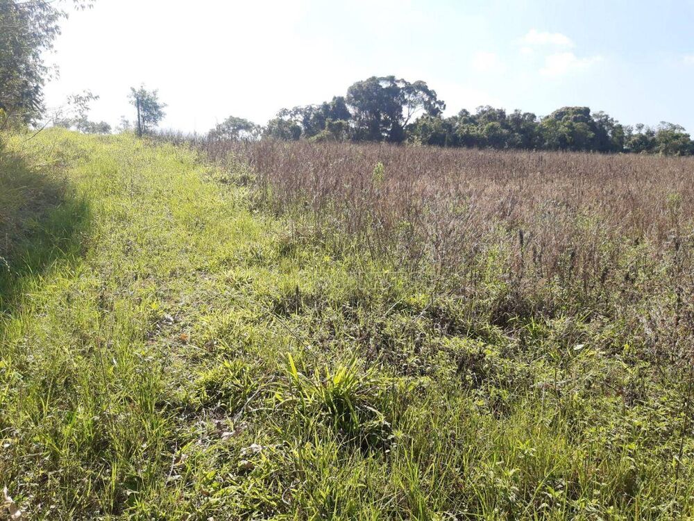 Terreno, 3 hectares - Foto 1