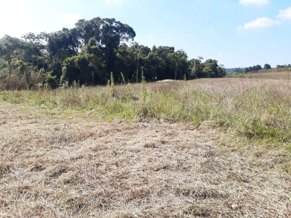 Terreno, 3 hectares - Foto 4