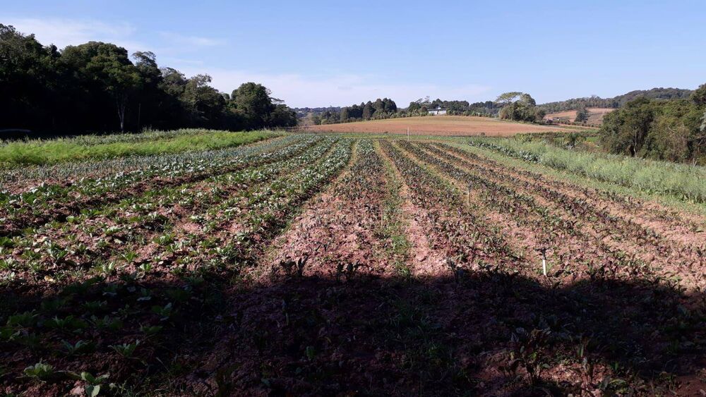Terreno, 3 hectares - Foto 6