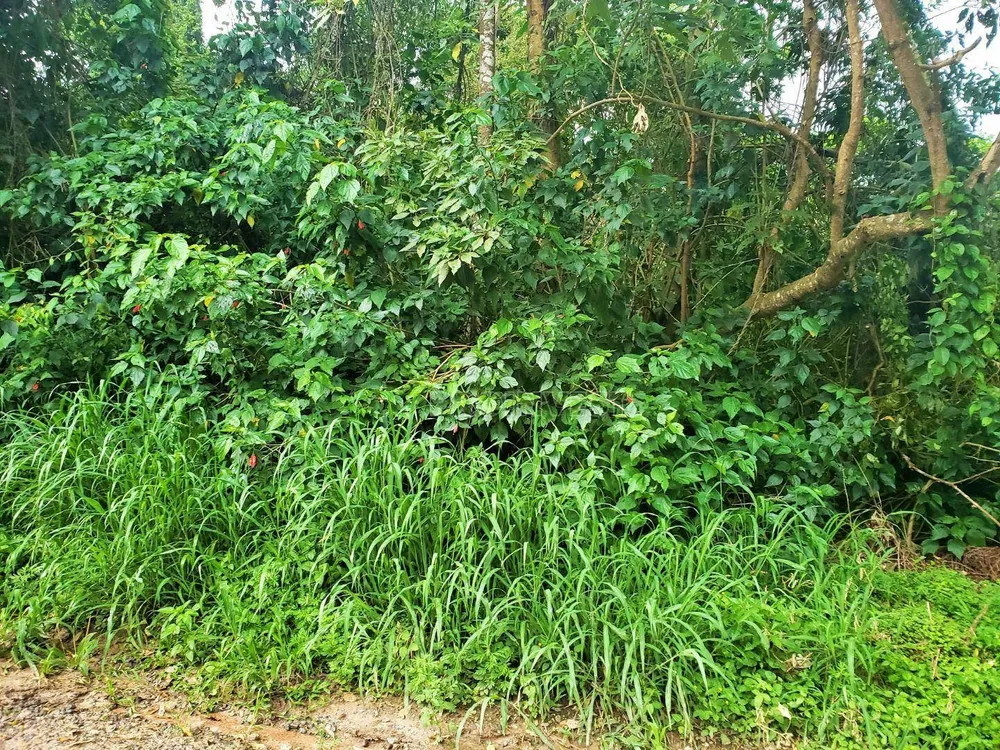 Terreno, 1200 m² - Foto 3