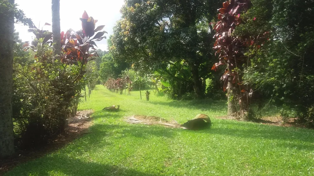 Terreno, 20 hectares - Foto 13