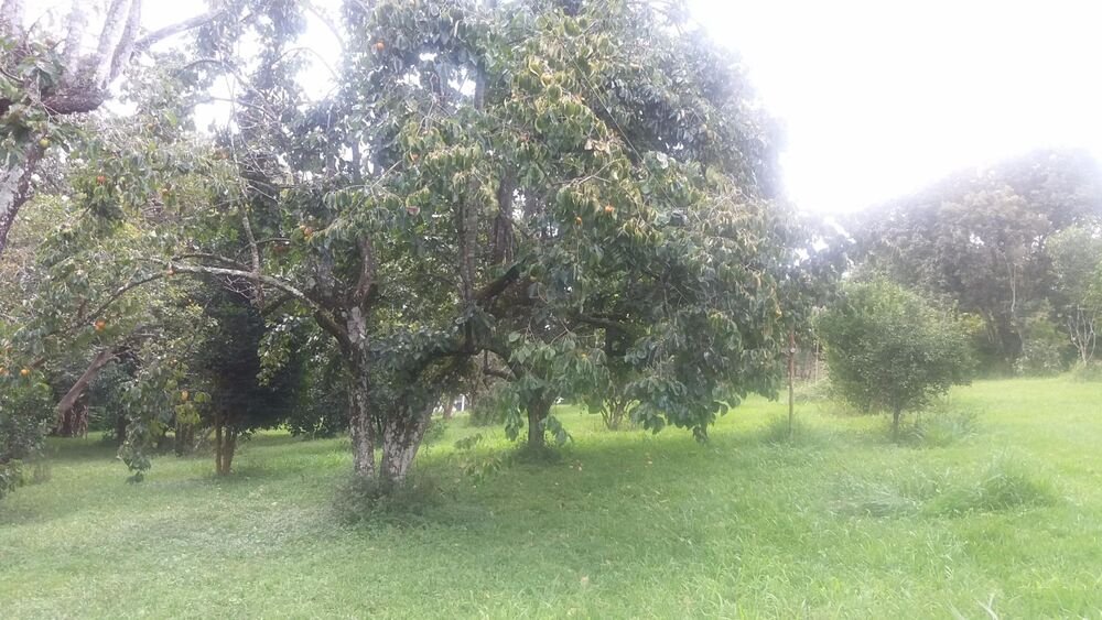 Terreno, 20 hectares - Foto 3