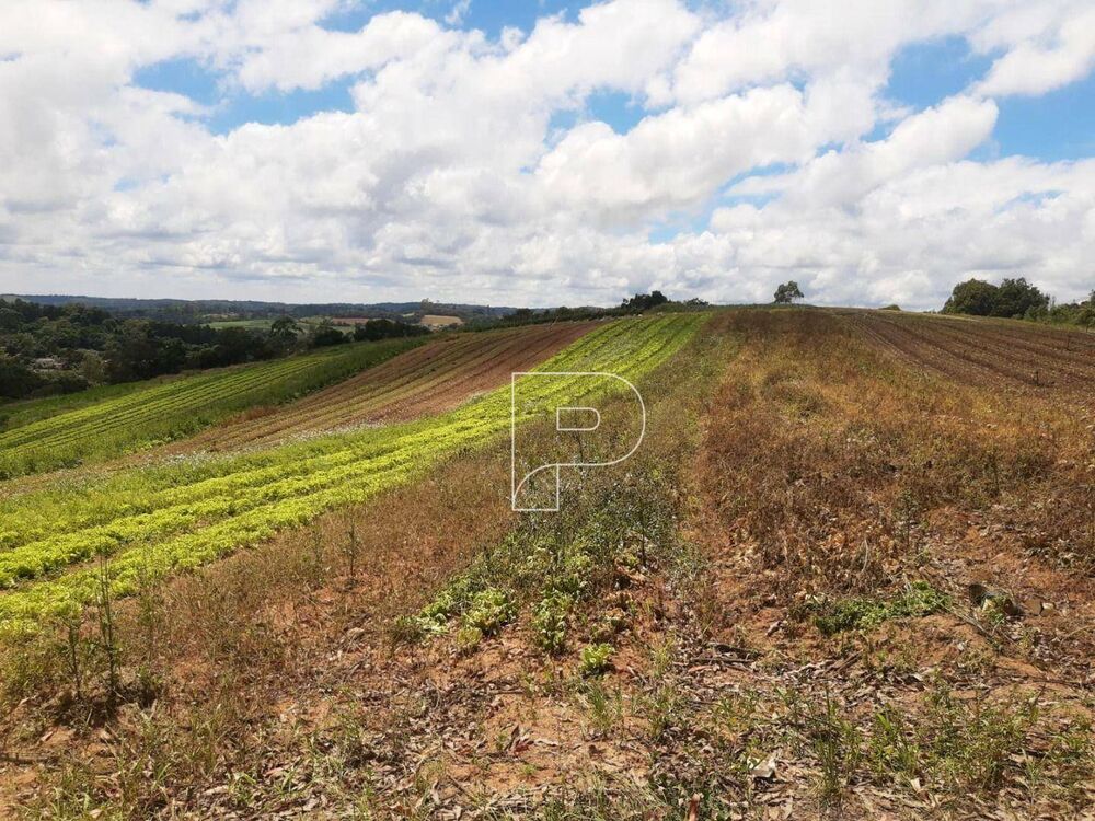 Terreno, 4 hectares - Foto 3