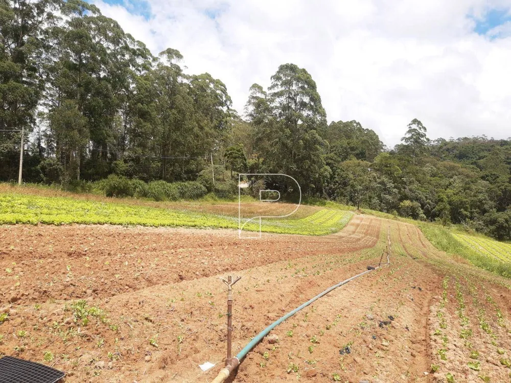 Terreno, 4 hectares - Foto 7