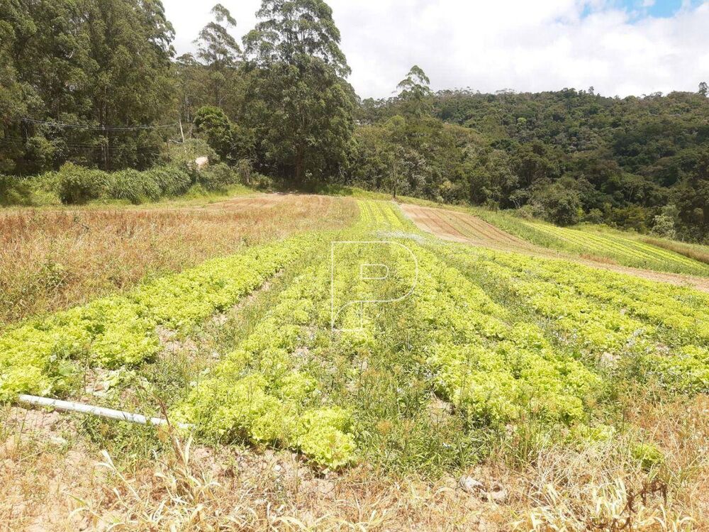 Terreno, 4 hectares - Foto 7