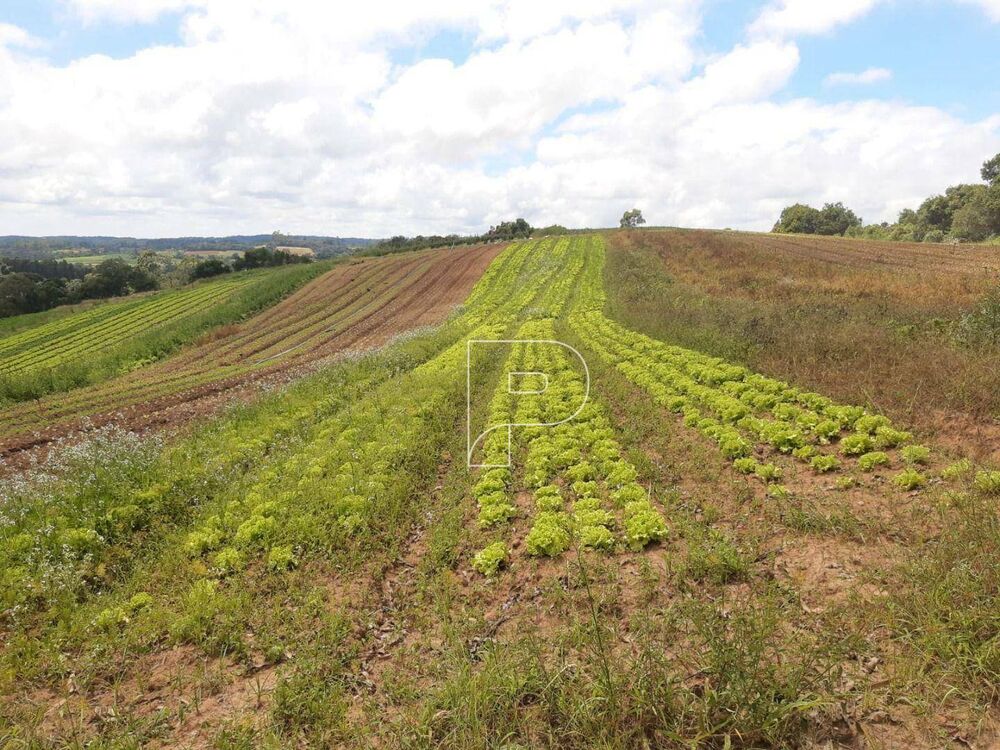 Terreno, 4 hectares - Foto 6