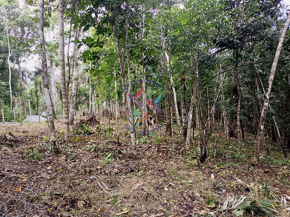 Terreno, 1 hectares - Foto 7