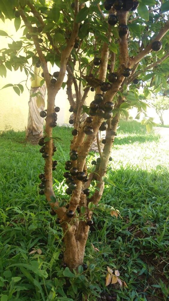 Casa, 5 quartos, 560 m² - Foto 12