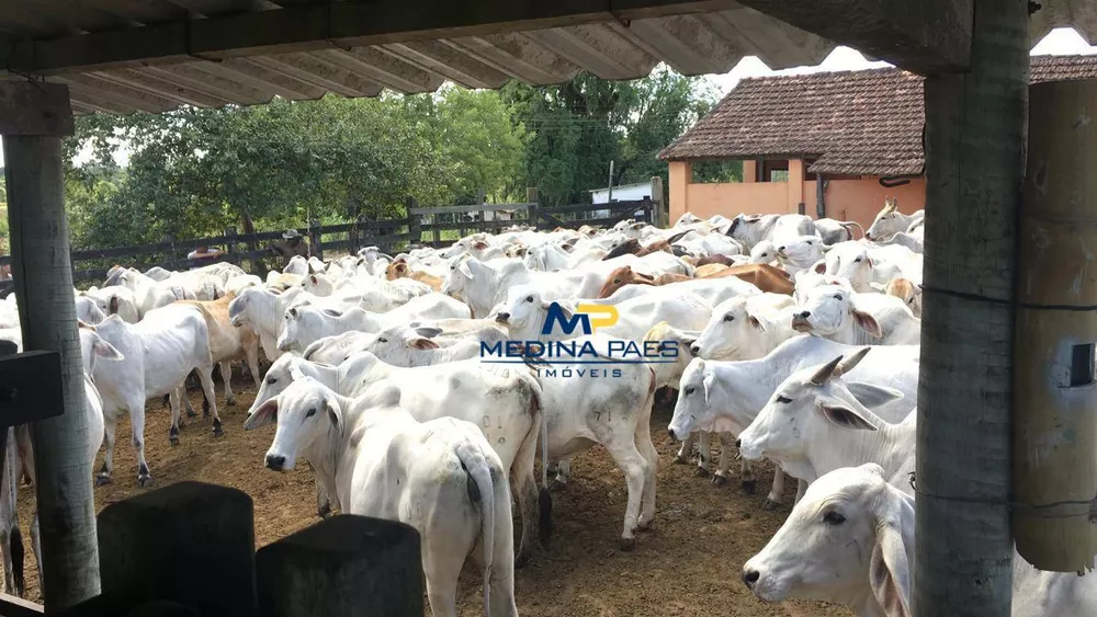 Fazenda, 126 hectares - Foto 11