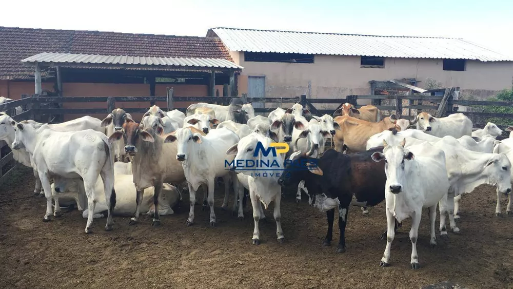 Fazenda, 126 hectares - Foto 13