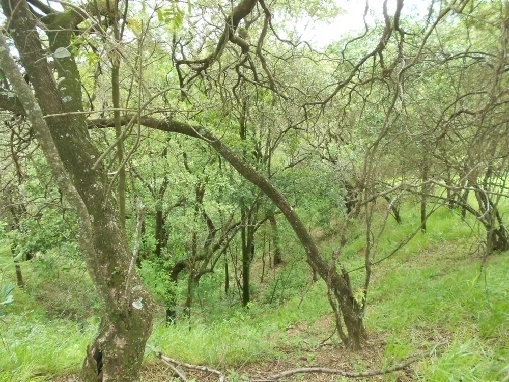 Terreno, 3 hectares - Foto 7