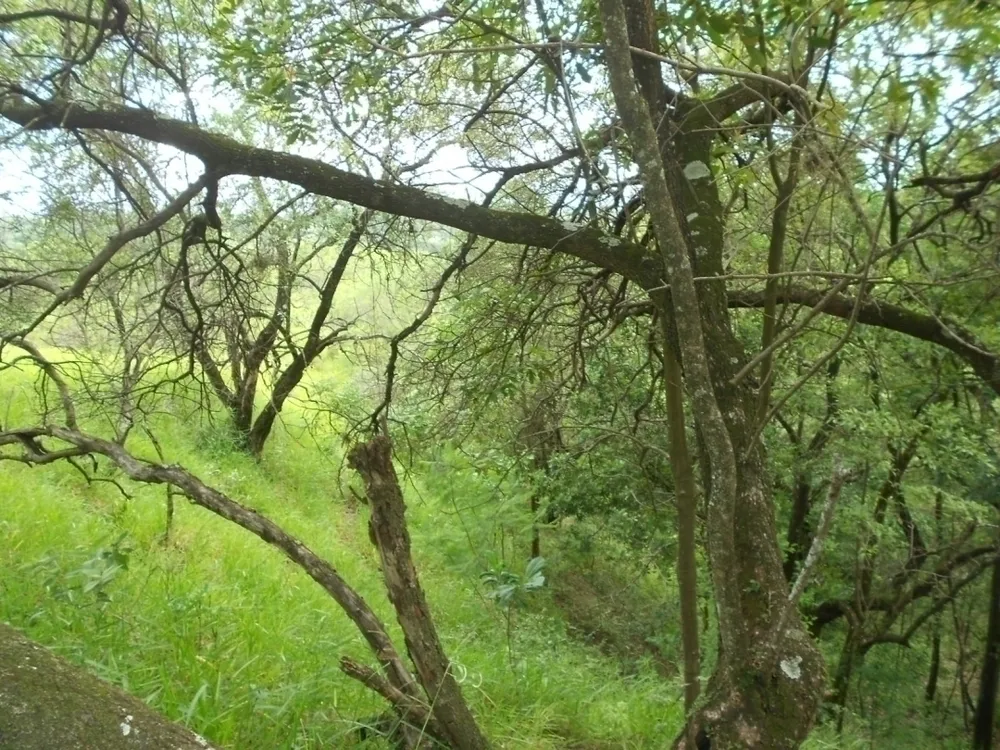 Terreno, 3 hectares - Foto 8