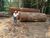 Fazenda-Sítio-Chácara, 15 hectares - Foto 14