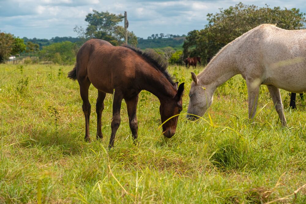 Terreno, 2 hectares - Foto 14