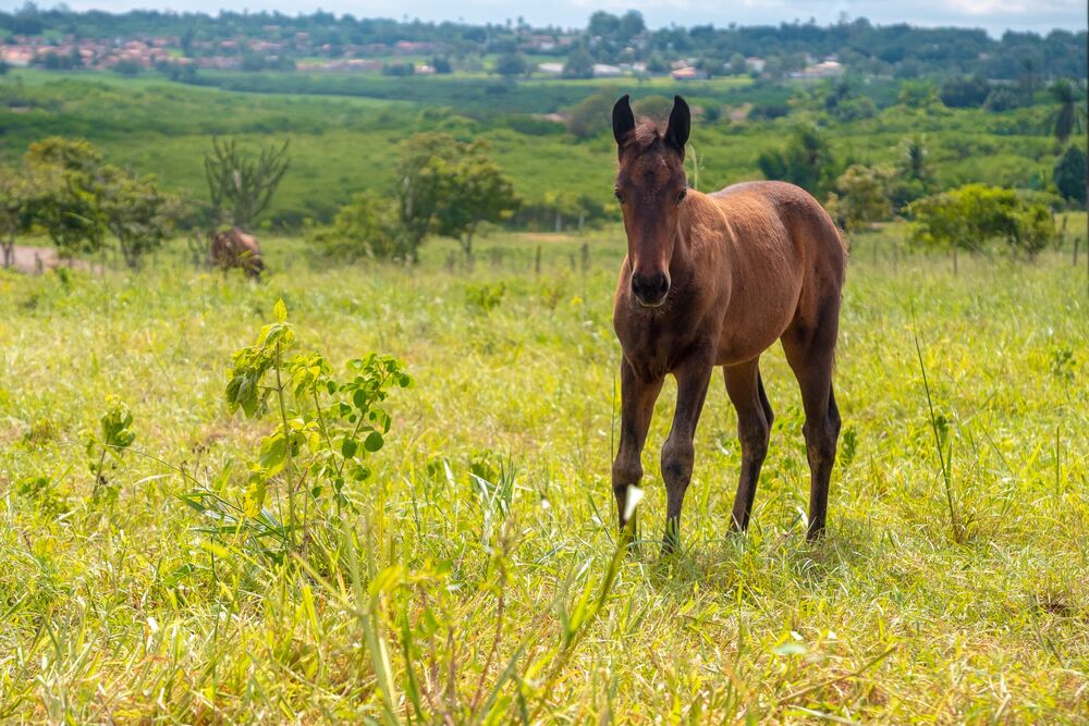 Terreno, 2 hectares - Foto 13