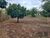 Terreno, 2100 m² - Foto 4