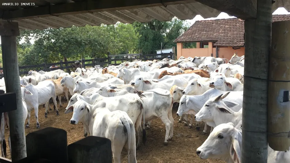 Fazenda, 252 hectares - Foto 9