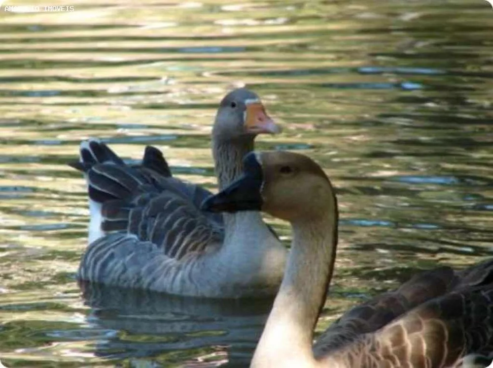 Hotel, 20 quartos, 1000 m² - Foto 40