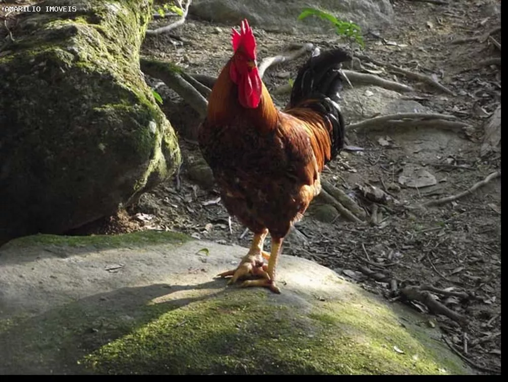 Hotel, 20 quartos, 1000 m² - Foto 37