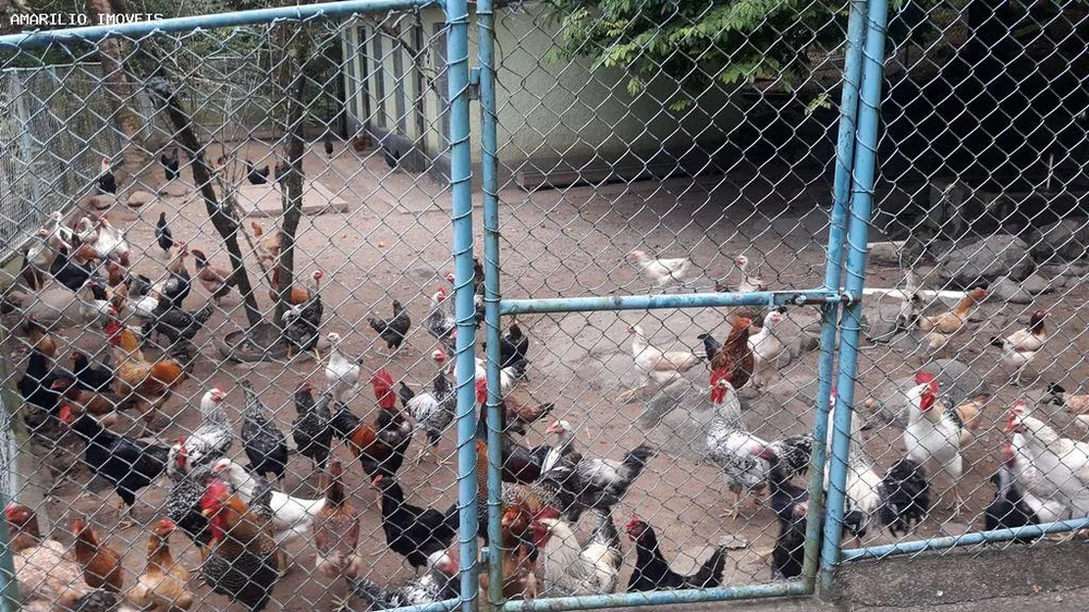 Fazenda, 28 hectares - Foto 54