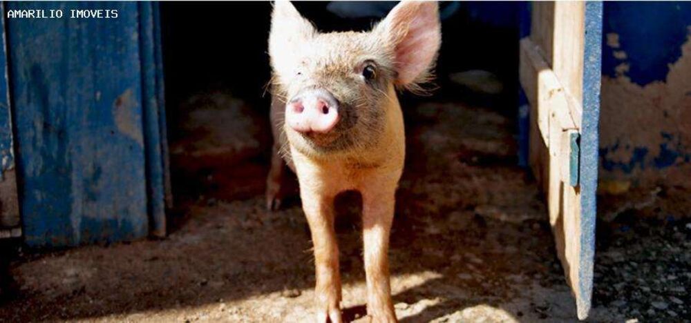 Hotel, 35000 m² - Foto 18