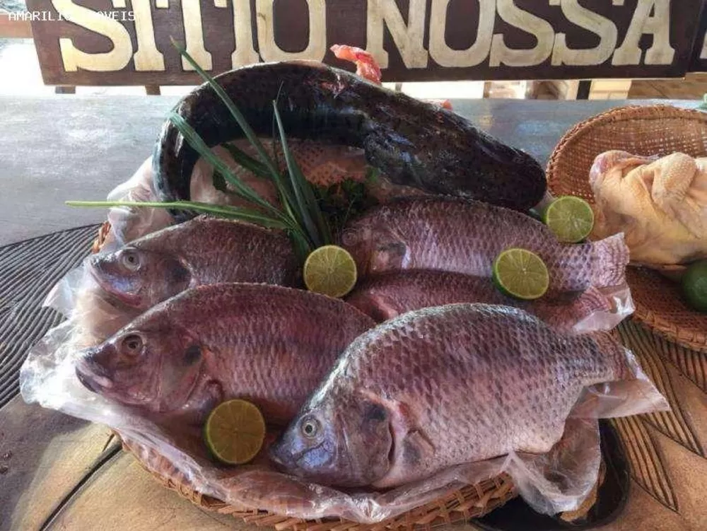 Sítio, 3 quartos, 10000 m² - Foto 13