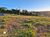Terreno, 250 m² - Foto 4