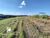 Terreno, 850 m² - Foto 4