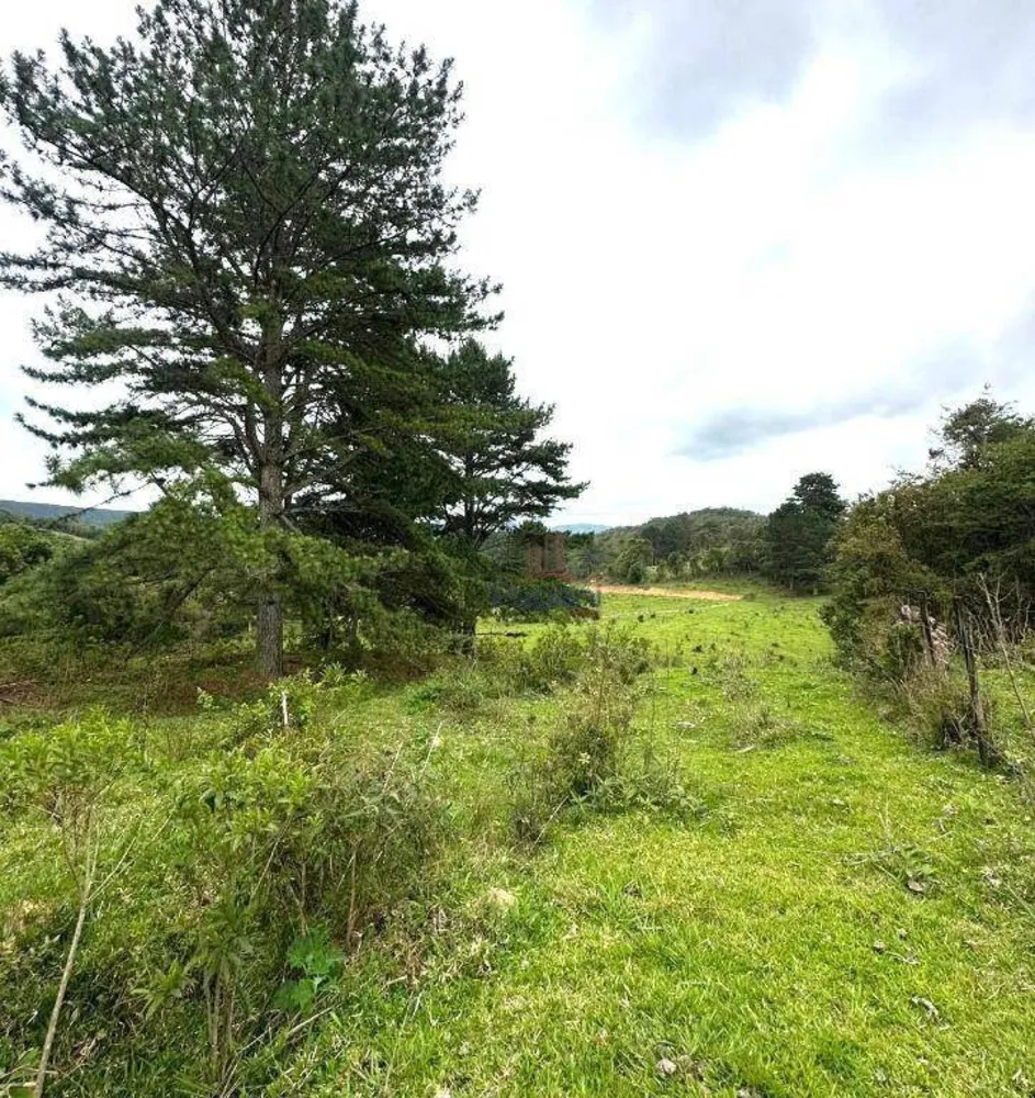 Terreno, 10 hectares - Foto 4