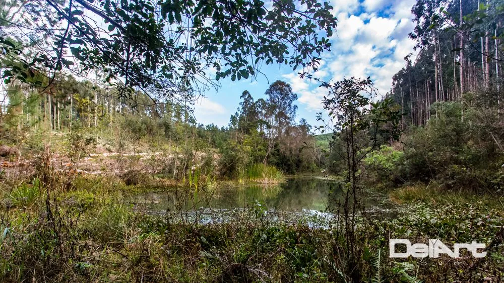 Sítio, 7 quartos, 8 hectares - Foto 6