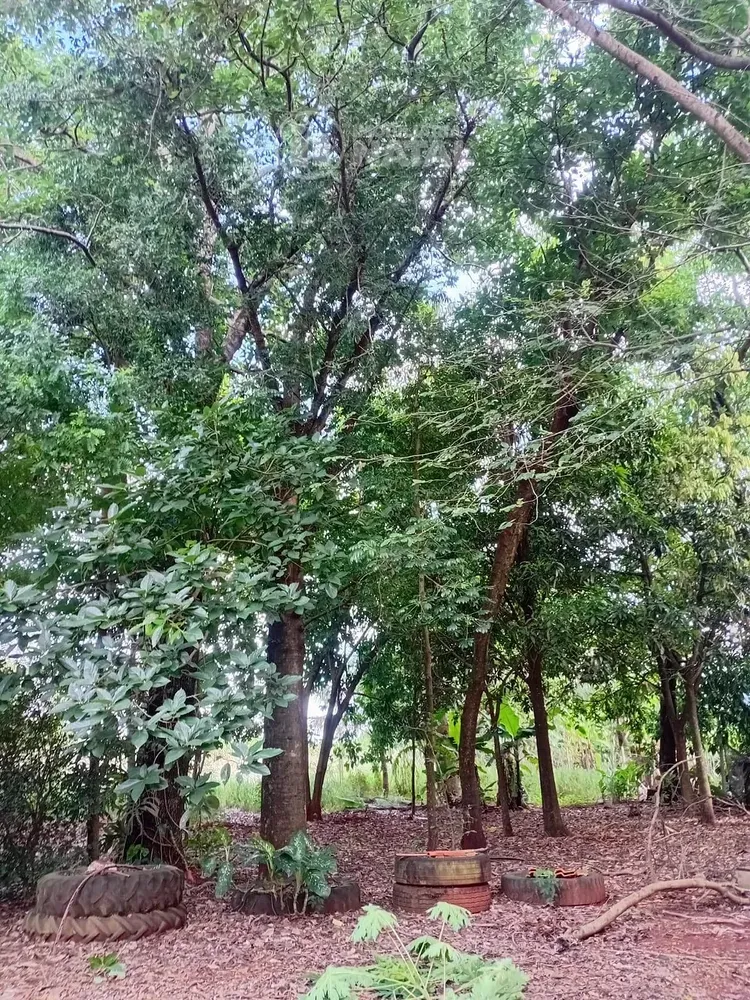 Chácara, 2 quartos, 5000 m² - Foto 1
