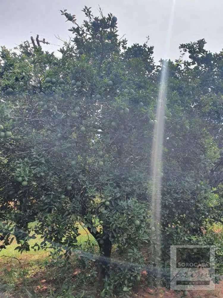 Fazenda, 324 hectares - Foto 5