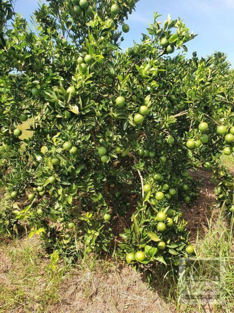 Fazenda, 324 hectares - Foto 4