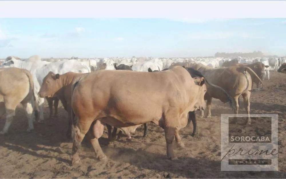 Fazenda, 89000 hectares - Foto 1