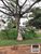 Fazenda, 18 hectares - Foto 4