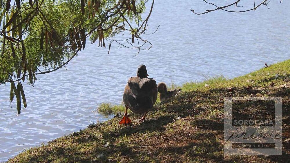 Sobrado, 4 quartos, 550 m² - Foto 8