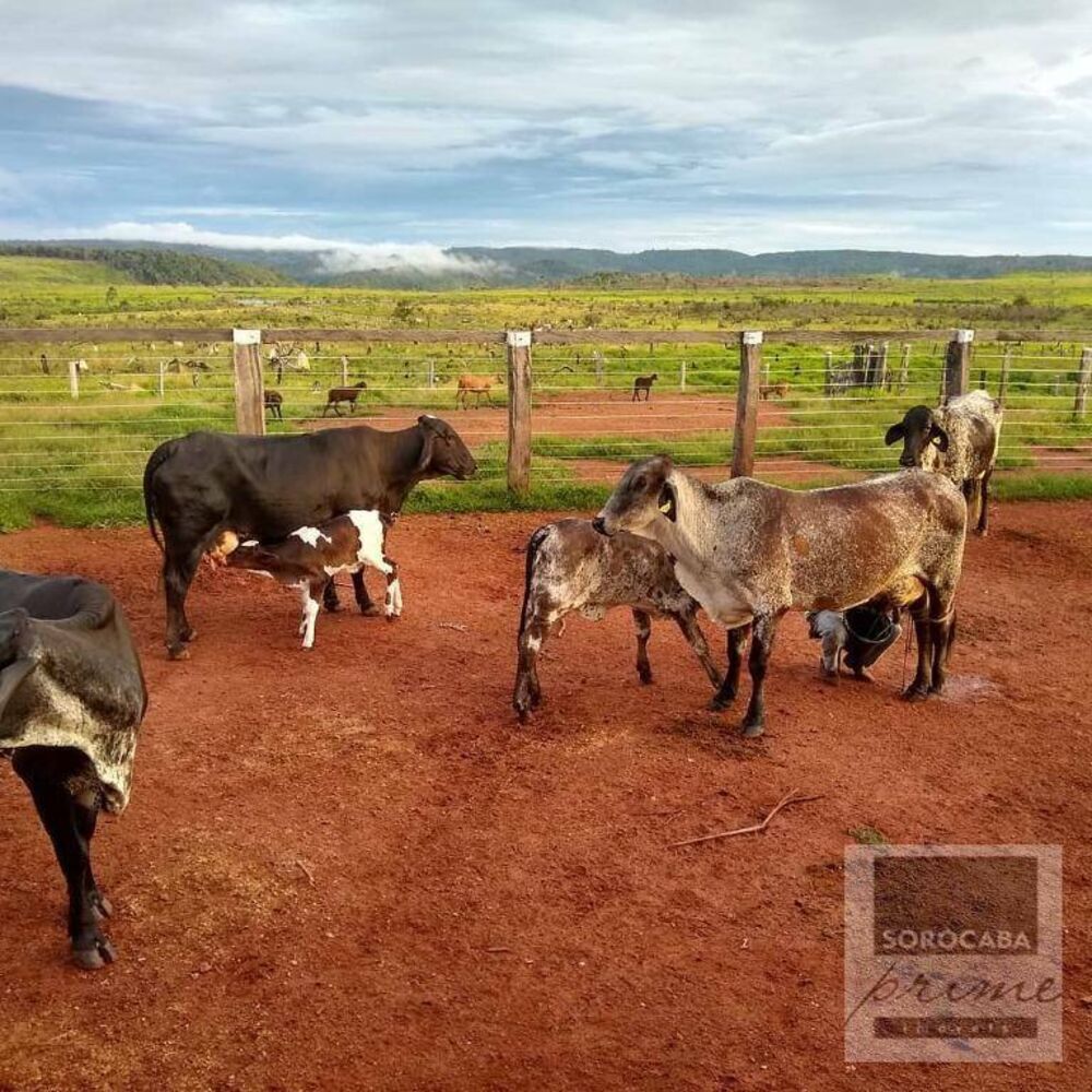 Fazenda, 4356 hectares - Foto 4