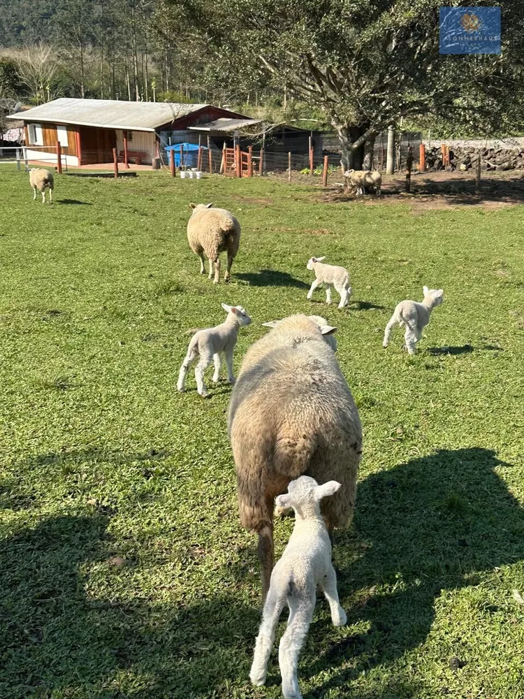 Chácara, 2 quartos, 20 hectares - Foto 4