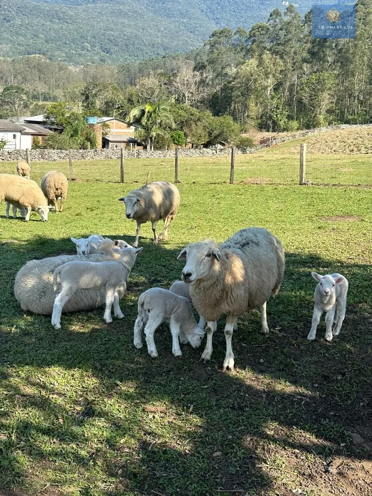 Chácara, 2 quartos, 20 hectares - Foto 11