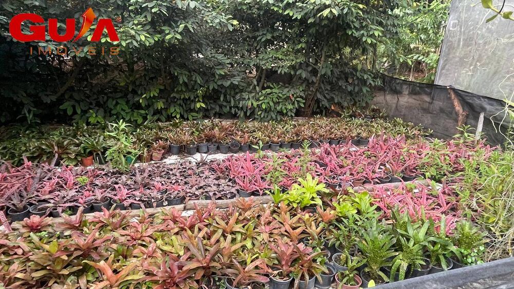 Sítio, 4 quartos, 10 hectares - Foto 4