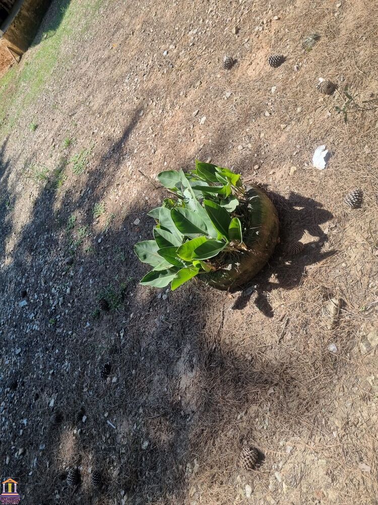 Chácara, 3 quartos, 6000 m² - Foto 8