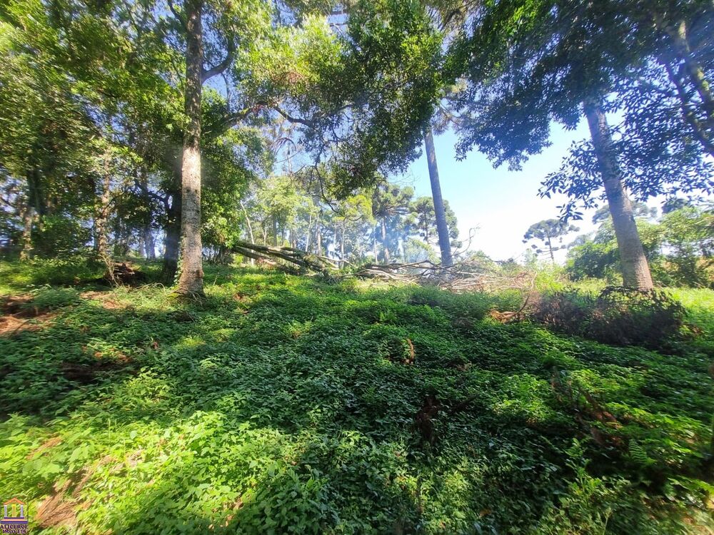 Chácara, 3 quartos, 6000 m² - Foto 7