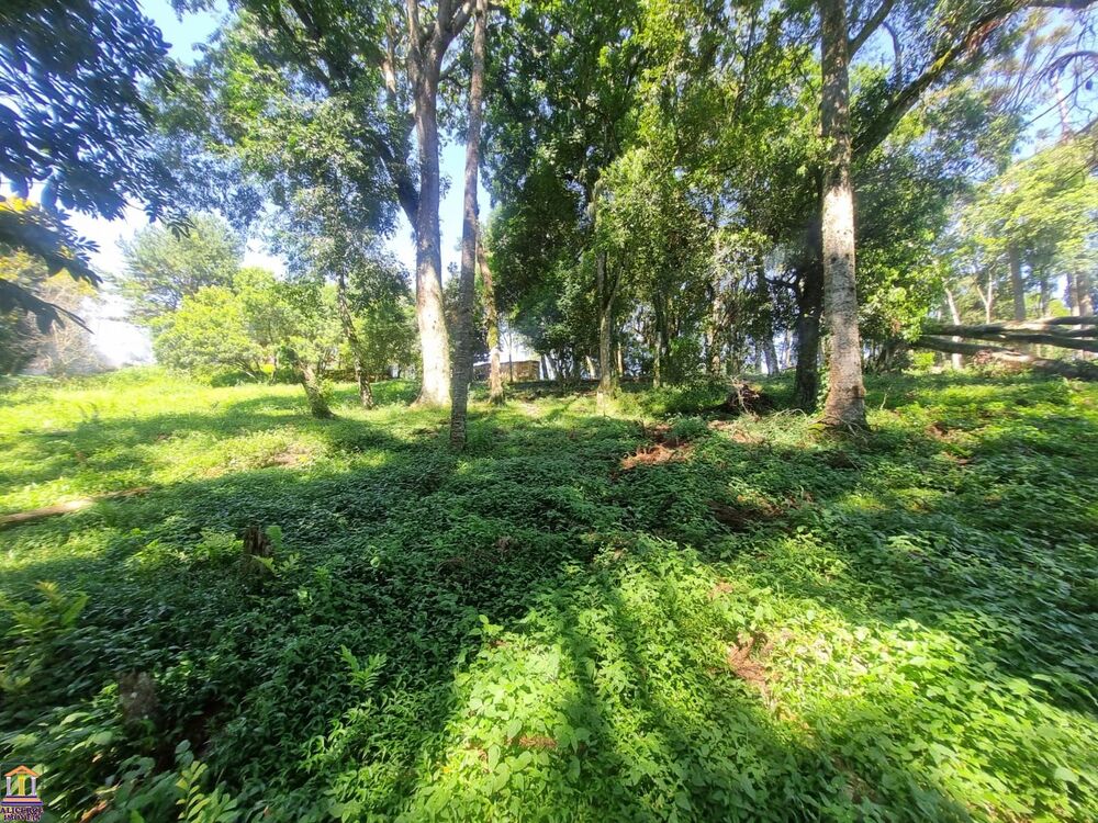 Chácara, 3 quartos, 6000 m² - Foto 4